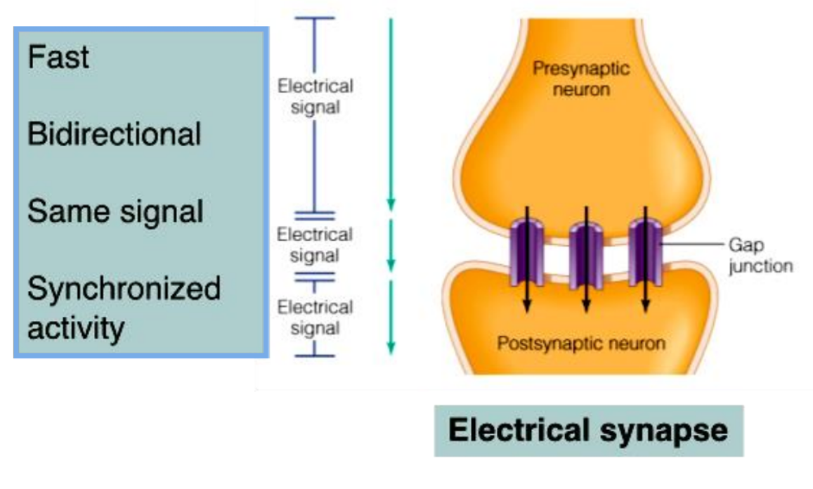<ul><li><p>Electrical Synapses:</p><ul><li><p>Are less common than chemical synapses</p></li><li><p>Correspond to gap junctions found in other cell types</p></li><li><p>Contain intercellular protein channels</p></li><li><p>Permit ion flow from one neuron to the next</p></li><li><p>Are found in the brain and are abundant in embryonic tissue</p></li></ul></li></ul><p></p>