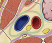 <p>Carotid Sheath</p>