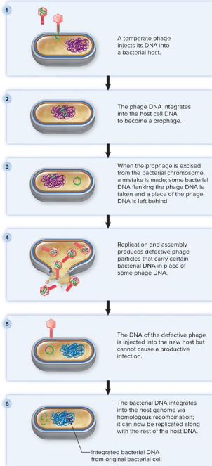 <ul><li><p>excision error by prophage</p></li><li><p>bacterial + phage DNA genes</p></li><li><p>“specialized” = only bacterial genes adjacent to phage genes transferred</p></li></ul><p></p>
