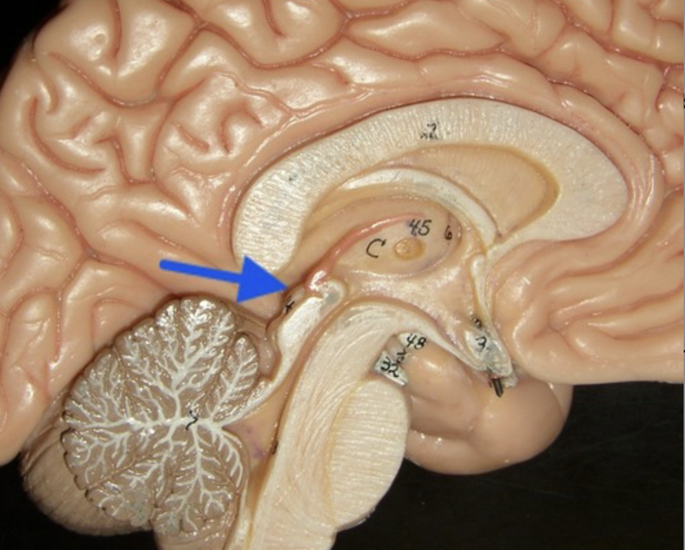 <p>visual reflex centers of midbrain</p>