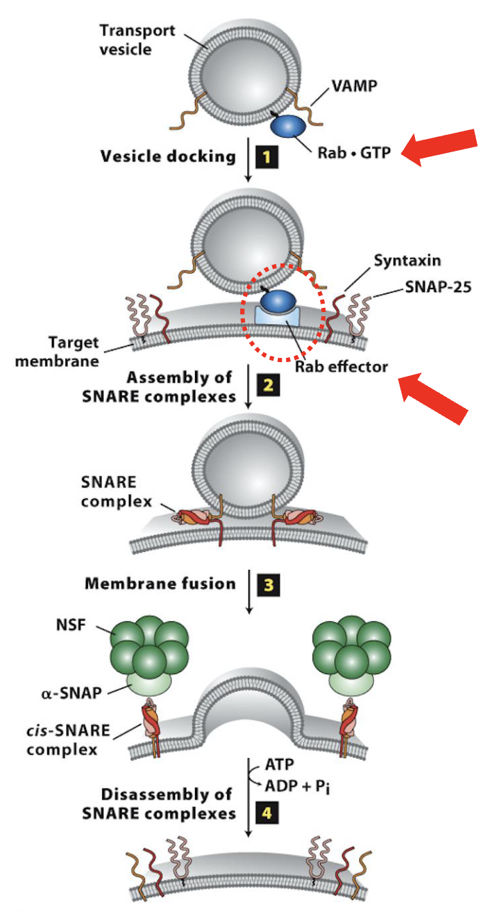 <p>Vesicle Docking and Fusion at the CGN: Step 1</p>