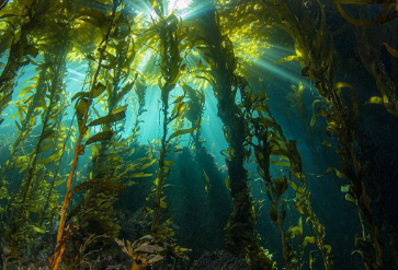 <p>Facilitators that have positive effects on survival/reproduction of other species, abundant or large in size (trees)</p>