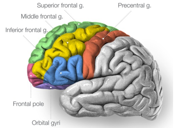 <p><span style="font-family: "Times New Roman", serif; line-height: 107%;">la scissure centrale (tout ce qui est antérieur à ça) </span></p>