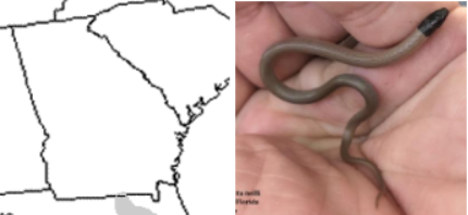 <ul><li><p><span style="background-color: transparent;">Family Colubridae</span></p><ul><li><p><span style="background-color: transparent;">Subfamily Colubrinae</span></p></li></ul></li></ul><p><span style="background-color: transparent;"><strong><em>Tantilla relicta</em> (Central Florida Crowned Snake)</strong></span></p><ul><li><p><span style="background-color: transparent;">Barely into ga from florida</span></p></li><li><p><span style="background-color: transparent;">longleaf pine and sandhills</span></p></li></ul><p></p><p><span style="background-color: transparent;">ID:</span></p><ul><li><p><span style="background-color: transparent;">Much smaller than T. coronata</span></p></li><li><p><span style="background-color: transparent;">Normally plain black head, if there faint ring</span></p></li></ul><p></p>