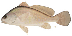 <p>Common: Freshwater drum</p><p>Family: Sciaenidae (drum)</p><p>Habitat: lake</p>