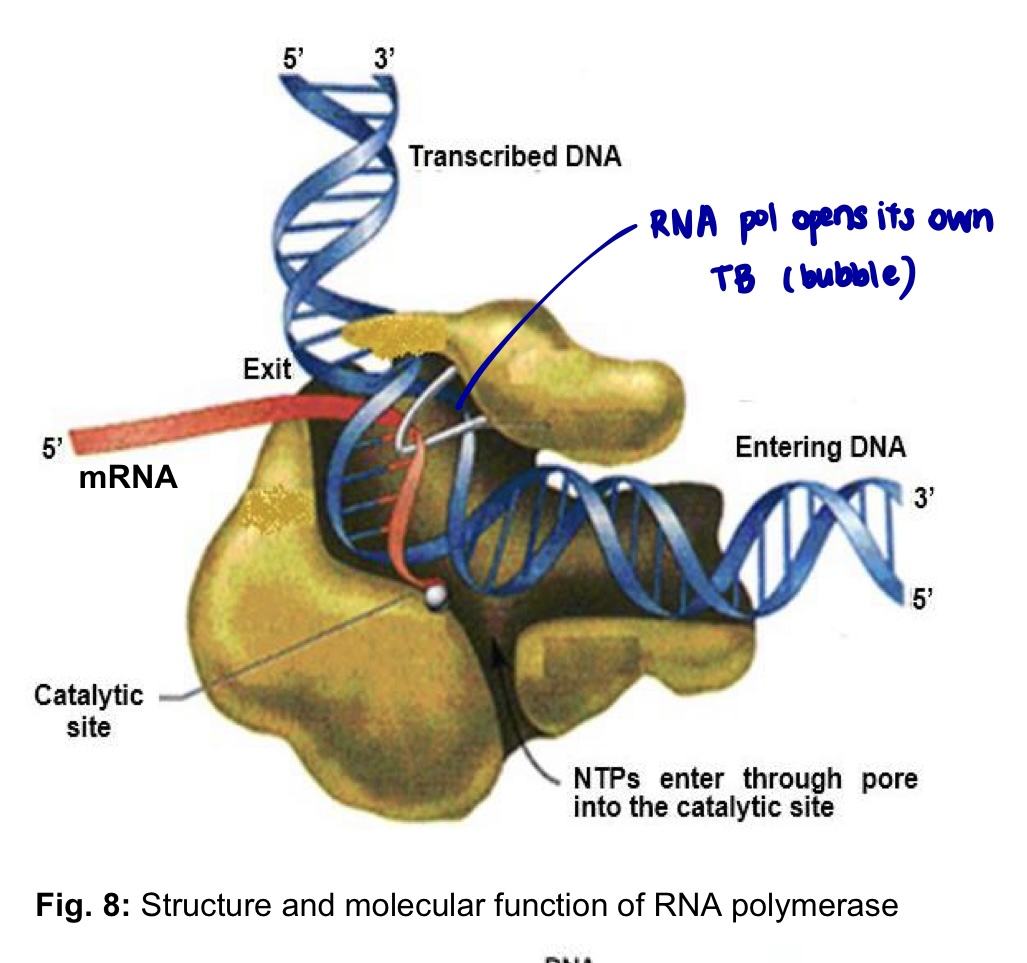 <ol><li><p>RNA polymerase is an <strong>enzyme</strong> comprising of <strong>several protein subunits</strong> and is found in the <strong>nucleoplasm</strong></p></li></ol><ul><li><p>can bind the following to <u>initiate</u> transcription: <u>template</u> and <u>nucleotide</u></p></li></ul><p></p><ol start="2"><li><p>RNA pol responsible for <strong>RNA synthesis</strong> using <strong>ribonucleoside triphosphate (NTP</strong>) as its <strong>substrate</strong></p></li></ol><p></p><ol start="2"><li><p>During t/c, RNA polymerase <strong>reads</strong> the DNA template in the <strong>3’ to 5’ direction</strong>, catalysing</p></li></ol><ul><li><p>the<strong> assembly of ribonucleotides</strong>, which form<strong> </strong><u>complementary base pairs</u><strong> </strong>with the template</p></li><li><p>formation of phosphodiester bond btw the free 5’ phosphate group of the incoming ribonucleotide/ribonucleoside triphosphate (NTP) and the free 3’ OH group of the growing RNA polynucleotide chain</p></li></ul><p></p><ol start="4"><li><p>RNA is synthesised in the<strong> 5’ to 3’ direction</strong></p></li></ol><p></p><ol start="5"><li><p><strong>Simultaneous transcription</strong> from the same DNA template strand is possible</p></li></ol><ul><li><p>many RNA polymerase molecules can be transcribing different parts of the same gene simultaneously</p></li></ul><p></p><p>NOTE:</p><ul><li><p>in prokaryotes, there is only 1 type of RNA polymerase</p></li><li><p>in eukaryotes, there are 3 types of RNA polymerases</p><ul><li><p>RNA pol 1 transcribes genes encoding rRNA (nucleus)</p></li><li><p>RNA pol II transcribes most genes including all those that encode proteins, synthesised mRNA** (nucleoplasm)</p></li><li><p>RNA pol III transcribes genes encoding tRNA (nucleoplasm)</p></li></ul></li></ul><p></p>