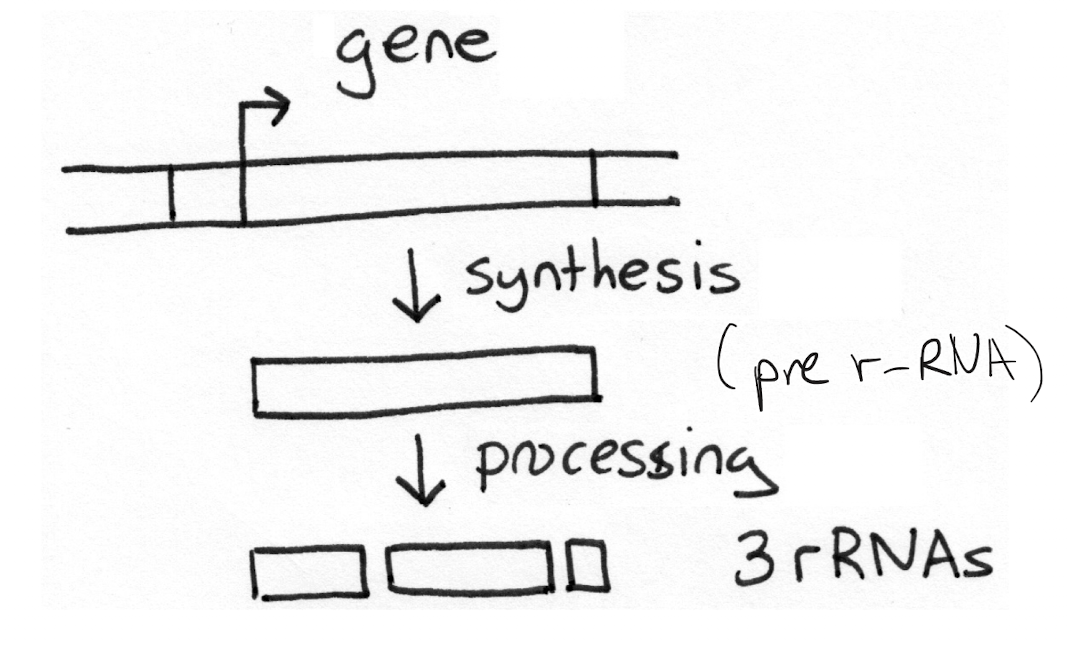 <p>Pre-rRNA is cut into two or more different pieces. Done due to efficiency: all (multiple) rRNAs can be produced from a single gene instead of translation having to happen multiple times</p>