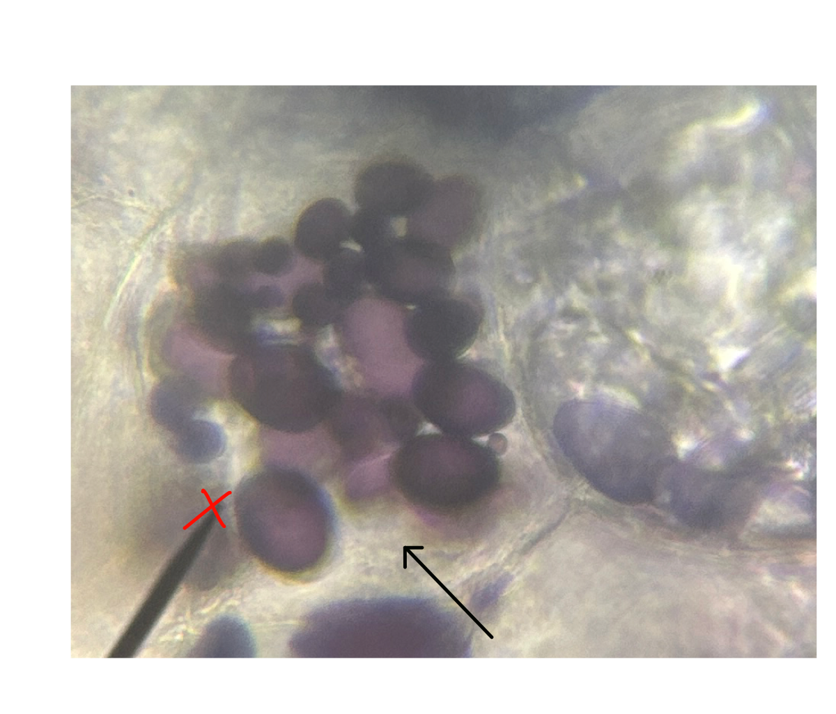<p>In this Plant Cell, what is the arrow pointing to?</p>