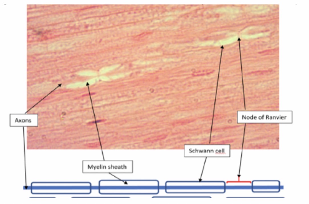 <p>Peripheral Nervous Tissue : </p>