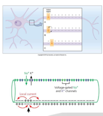 <p>Review: Propagation of APs</p>