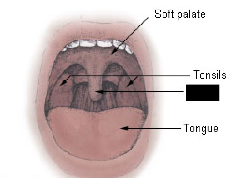 <p><span style="background-color: transparent;">Structure that raises to close of the nasopharynx during swallowing to prevent substances from moving into the nasopharynx.</span></p>