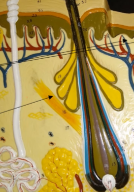 <p>What muscle is this (below the sebaceous gland)?</p>