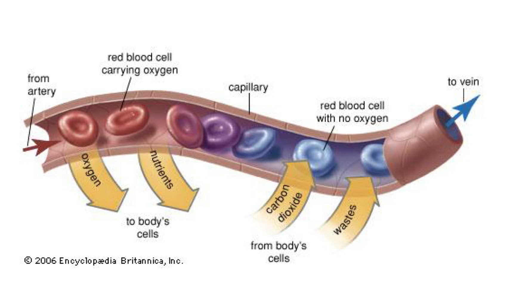 <p>decreases</p><ul><li><p>arteries high pressure</p></li><li><p>capillaries/veinous low pressure</p></li></ul><p></p>