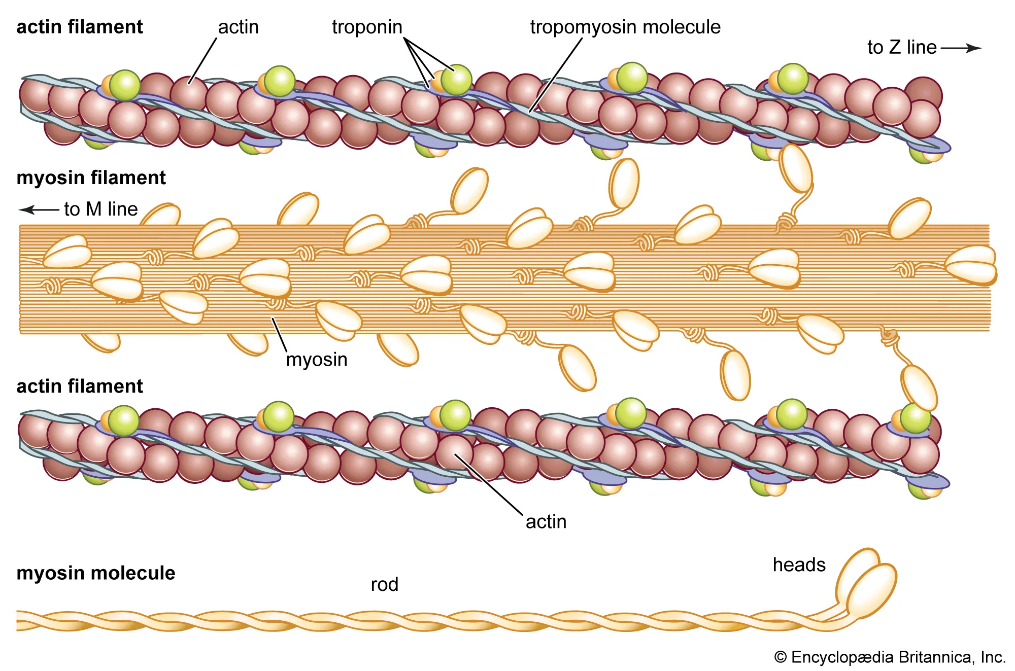 <p>Myosin</p>