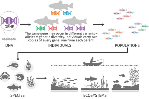 <p>Ecosystem: a community of interacting organisms (biotic factors) together with the non-living (abiotic) components of their environment, and the interactions between them.</p>