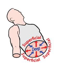 <p>superficial </p>
