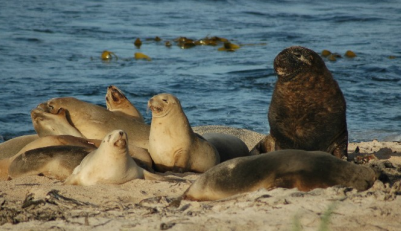 <p>Order Carnivora</p><p>Suborder Pinnipedia</p><p>Family Otariidae</p><p>Subfamily Otariinae</p><p><em>Neophoca cinerea</em></p><p>aka</p><p>fun fact(s)</p><p>IUCN</p>