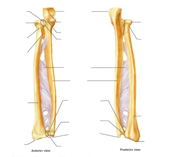 <p>label the bony landmarks of the radius: head of radius, radial neck, radial (bicipital) tuberosity, radial styloid, ulnar notch of the radius</p>