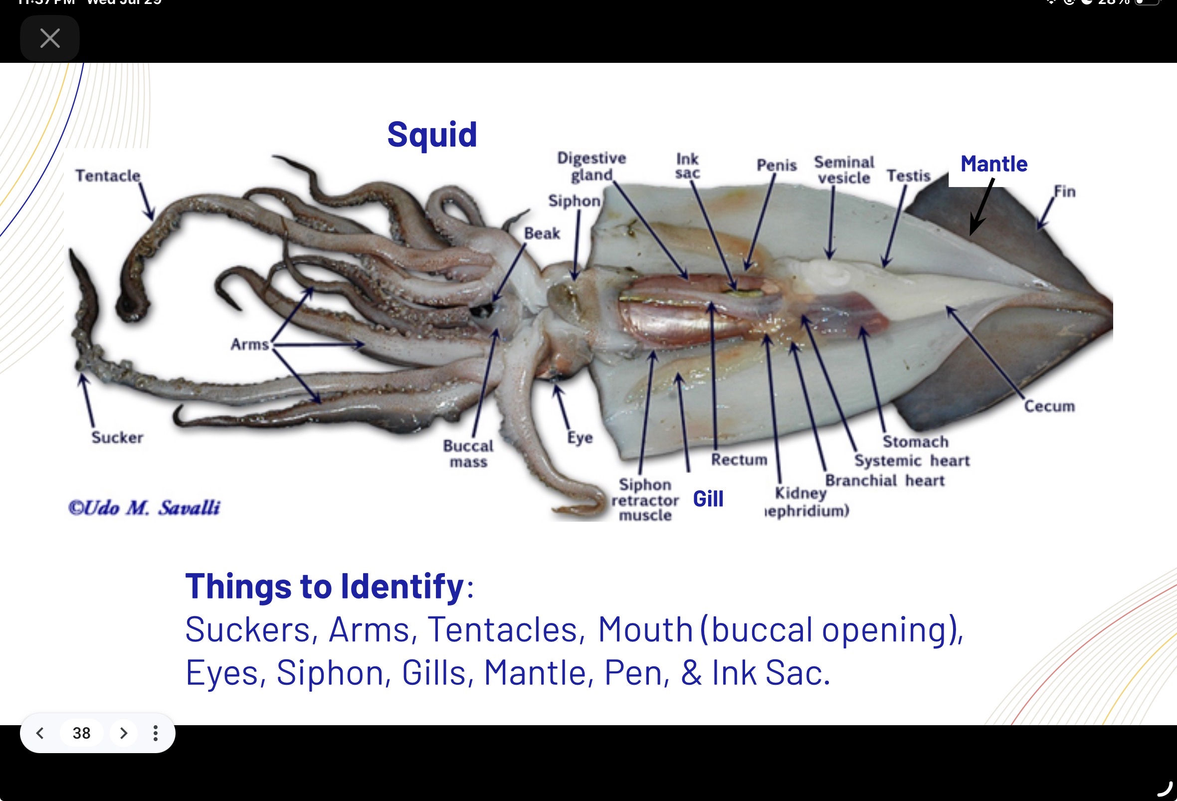 <p>squid labeling </p>