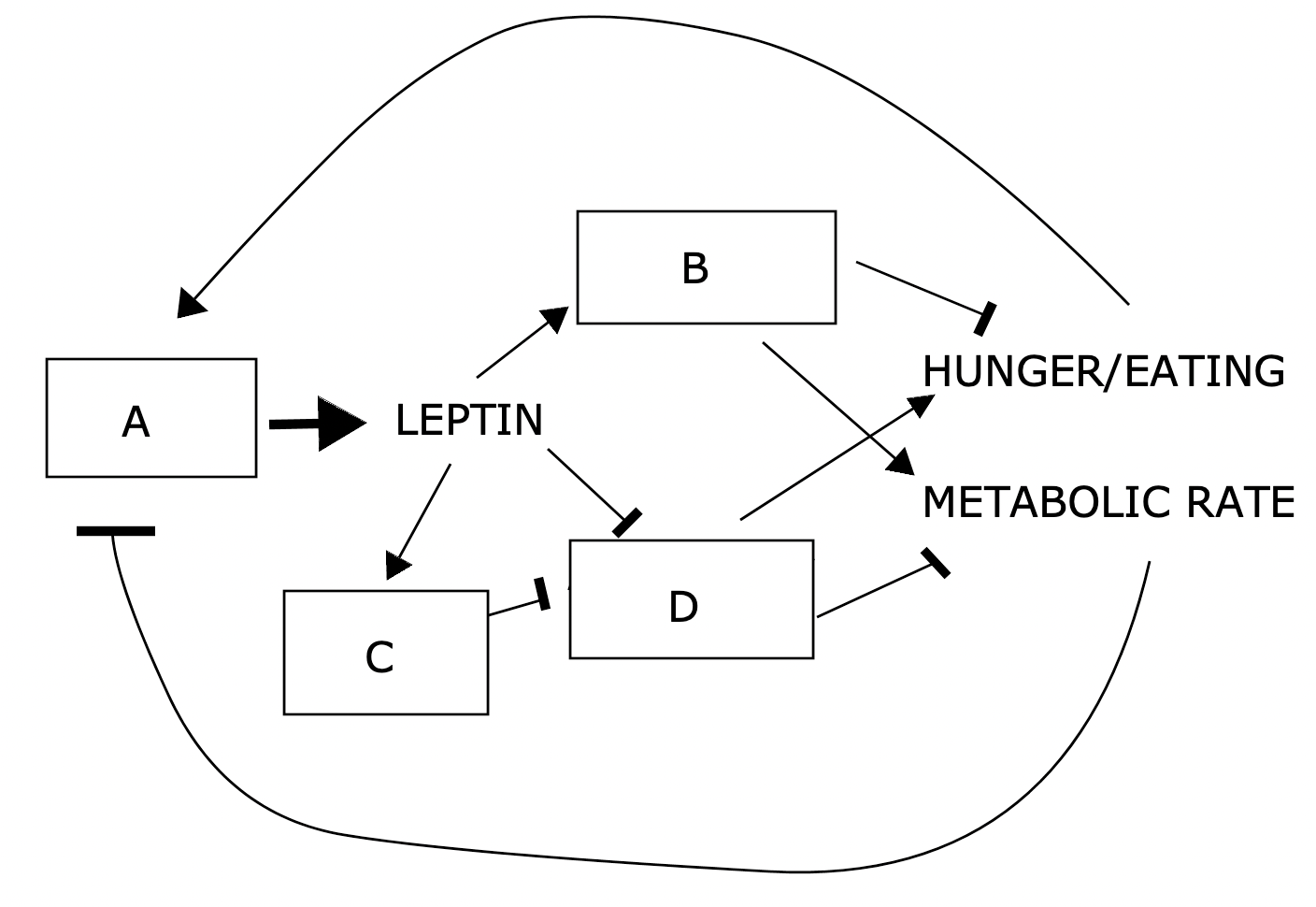 <p>animals with B cells lacking leptin receptors would gain weight</p><p>animals with D cells lacking leptin receptors would gain weight</p><p>animals with C cells lacking leptin receptors would gain weight</p><p>B cells are POMC/CART neurons</p><p>C cells are BNC2 neurons</p><p>D cells are NPY/AgRP neurons</p><p>A cells are WAT (white adipose tissue)</p><p>&nbsp;</p><p>Inactivation of D cells would increase metabolic thermogenesis</p>
