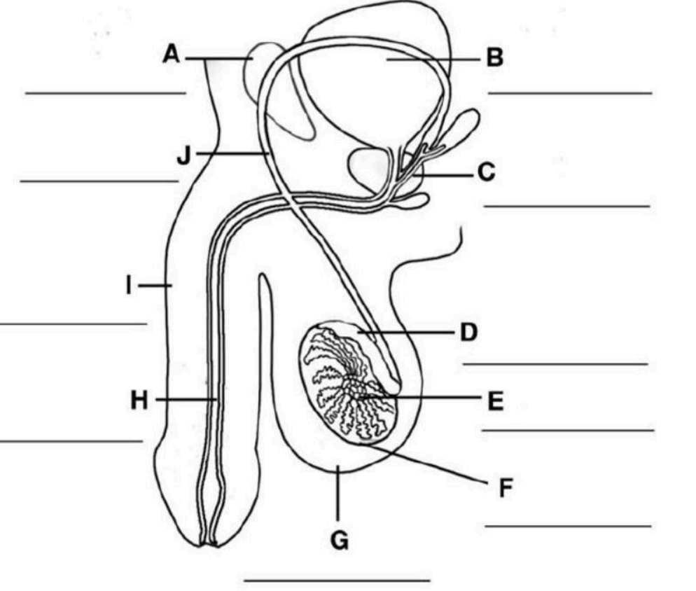<p>What is the part labeled C?</p>