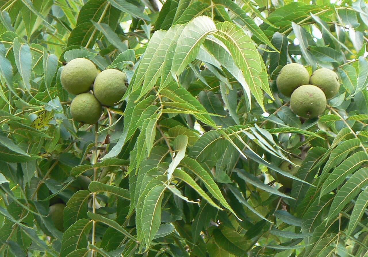 <p>What is the common name, genus and species, & family of this plant?</p>