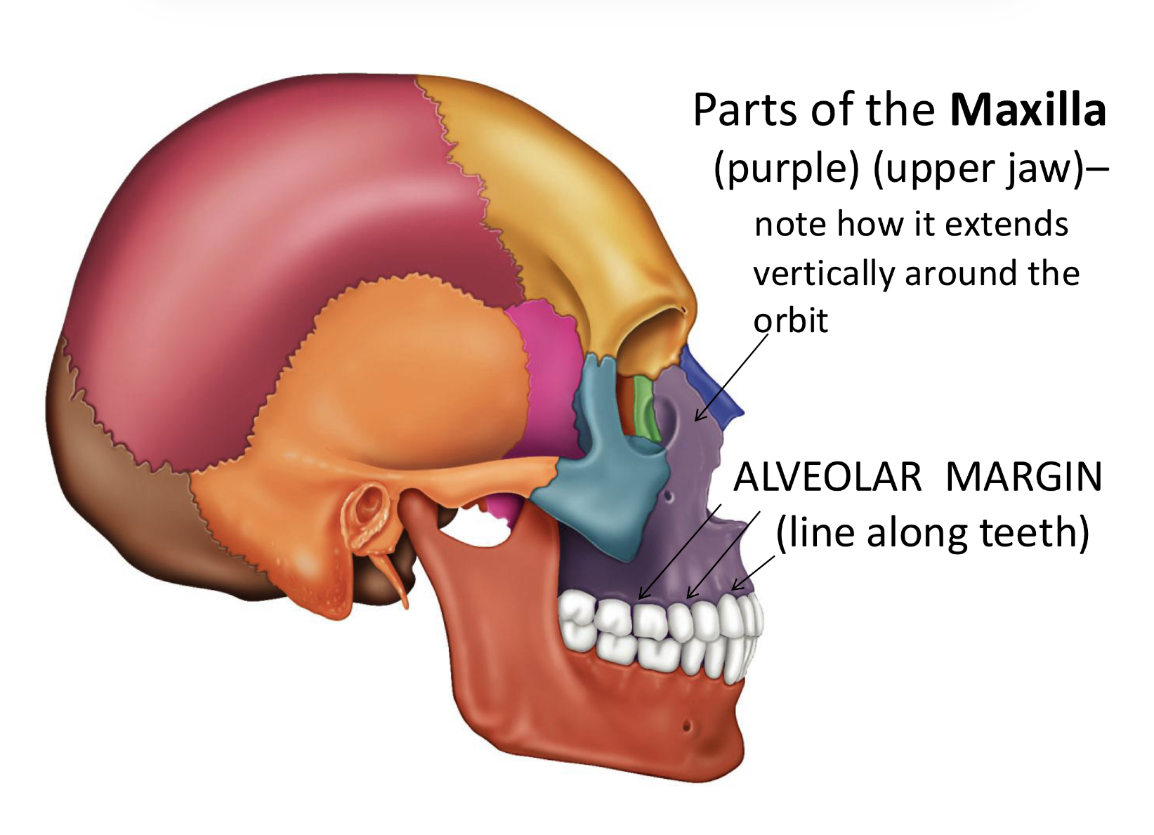 <p>Maxilla <strong>Facial bones = bones of face but NOT around brain</strong></p>