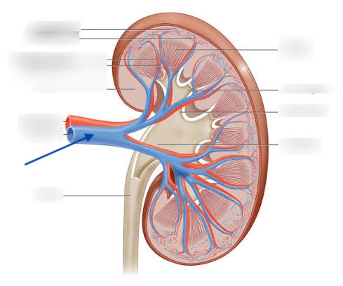 <p>Identify the structure indicated by the arrow</p>
