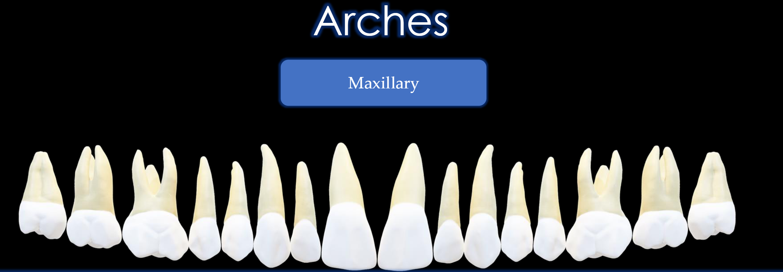 <p>All the teeth in the upper Jaw</p>