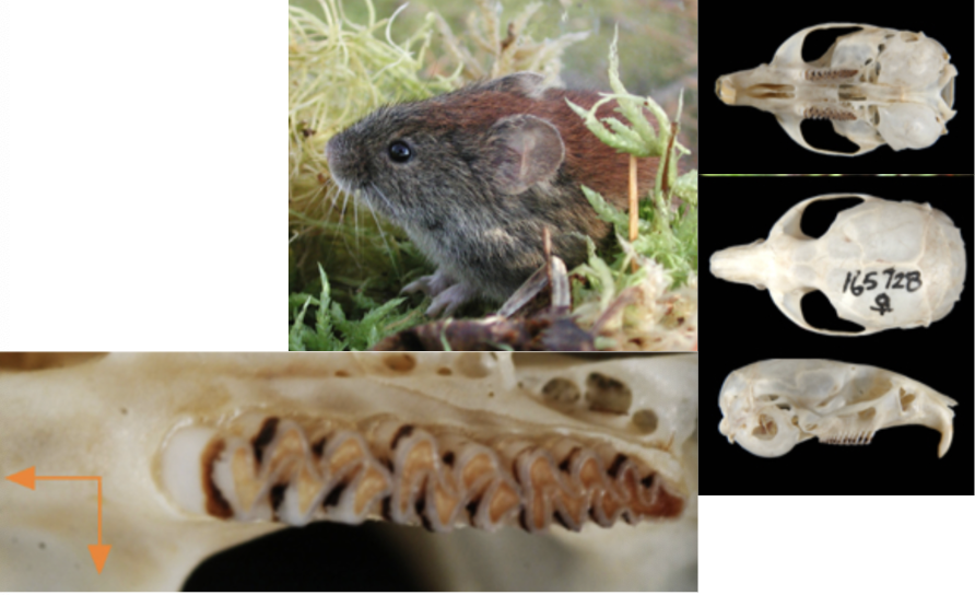 <p>What suborder, family, subfamily, genus, and species?</p>