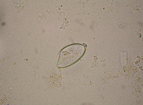 <p>What organism is this?</p>