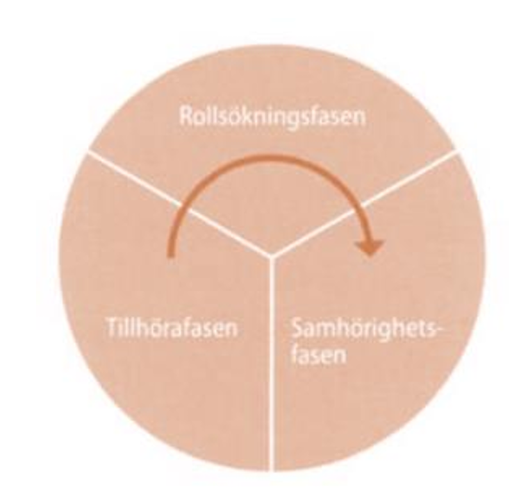 <p>Den beskriver hur grupper utvecklas i tre faser, tillhörafasen, rollsökningsfasen och samhörighetsfasen.</p><ul><li><p><span><strong>Tillhörafasen:</strong> Gruppen är nybildad och präglas av osäkerhet. Medlemmarna försöker hitta sin plats, kommunikationen är ofta ytlig, och det finns en tyst konkurrens om inflytande. Exempelvis när en arbetsgrupp nyss startat och alla lär känna varandra.</span></p></li><li><p><span><strong>Rollsökningsfasen:</strong> Medlemmarna söker sina roller och positioner i gruppen, vilket kan skapa konkurrens och konflikter, ofta maskerade som sakfrågor. Om rivaliteten blir för stor kan gruppens effektivitet minska. Exempelvis en kamp om vem som ska leda ett projekt inom gruppen.</span></p></li><li><p><span><strong>Samhörighetsfasen:</strong> Roller och ansvar är accepterade, gruppen samarbetar effektivt och konflikter handlar om sakfrågor, inte om makt. Gruppen fungerar som ett team där alla stöttar varandra. Exempelvis en väl fungerande arbetsgrupp där alla bidrar och löser problem tillsammans.</span></p></li></ul><p></p>