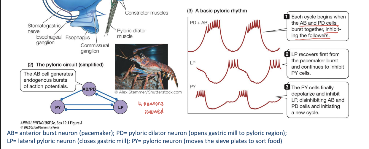 knowt flashcard image