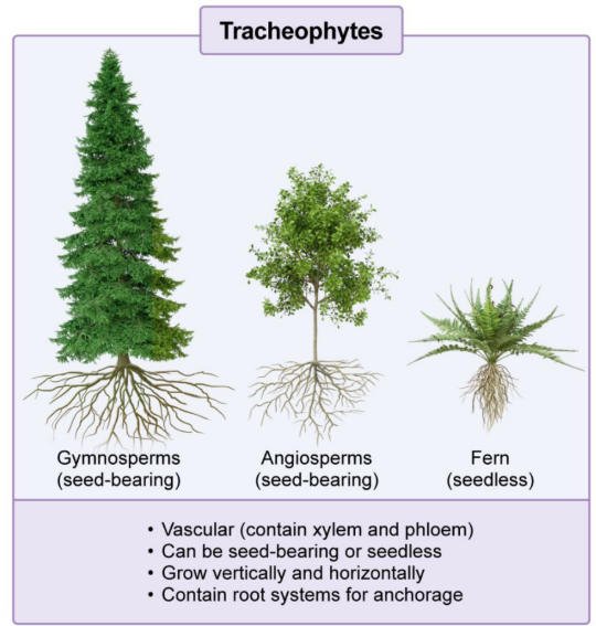 <ul><li><p>Seedless: Mostly <strong>homosporous </strong>plants with <strong>independent gametophyte </strong>and <strong>sporophyte life cycles</strong></p><ul><li><p>Produce <strong>motile</strong>, <strong>flagellated sperm</strong></p></li><li><p>EX: <strong>Lycophytes </strong>and <strong>pteridophytes</strong>; club moss, quillworts, <strong>fern</strong>, horsetail</p></li></ul></li></ul><p></p>