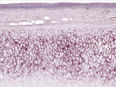 <p>What does this image show?</p>