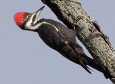 <p>Pileated Woodpecker</p>
