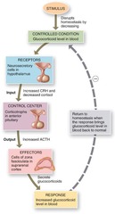 <p>They control the secretions of thyrotrophs, gonadotrophs, and corticotrophs</p>