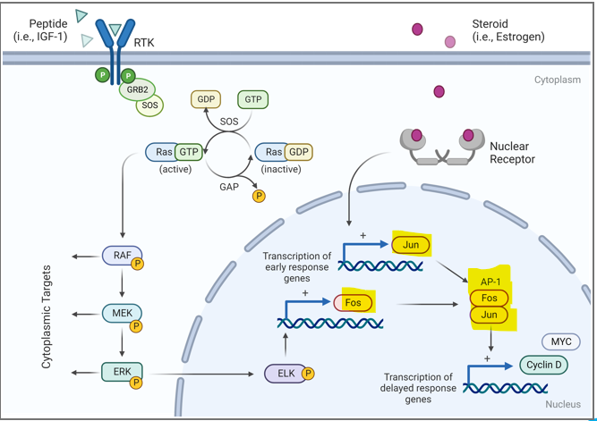 <p>What are <strong>JUN and FOS</strong></p>