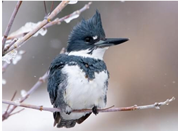 <p>Belted Kingfisher</p>