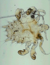 <p>What organism is this?</p>