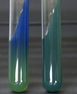 <p>After Incubation, the image shown is the result of the <strong>Citrate Utilization</strong> test. Interpret the result. </p>