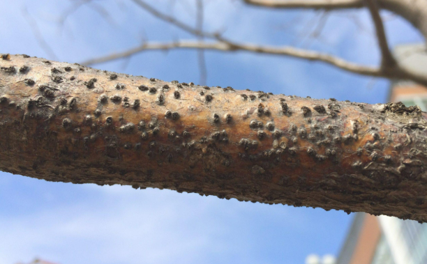 <p>Botryosphaeria canker </p>
