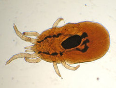 <p>Anemia, may lead to death if severe</p><p>Presence of red mites in feathers</p>
