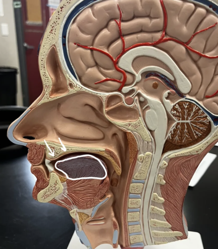 <p>Identify structure</p>