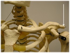 <p>Below the acromion process (3 fingers placed underneath) arm</p>