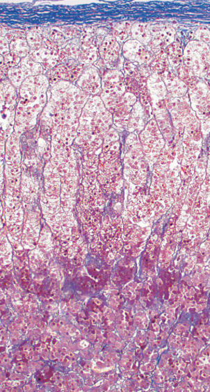 <p>Which cell is shown </p>