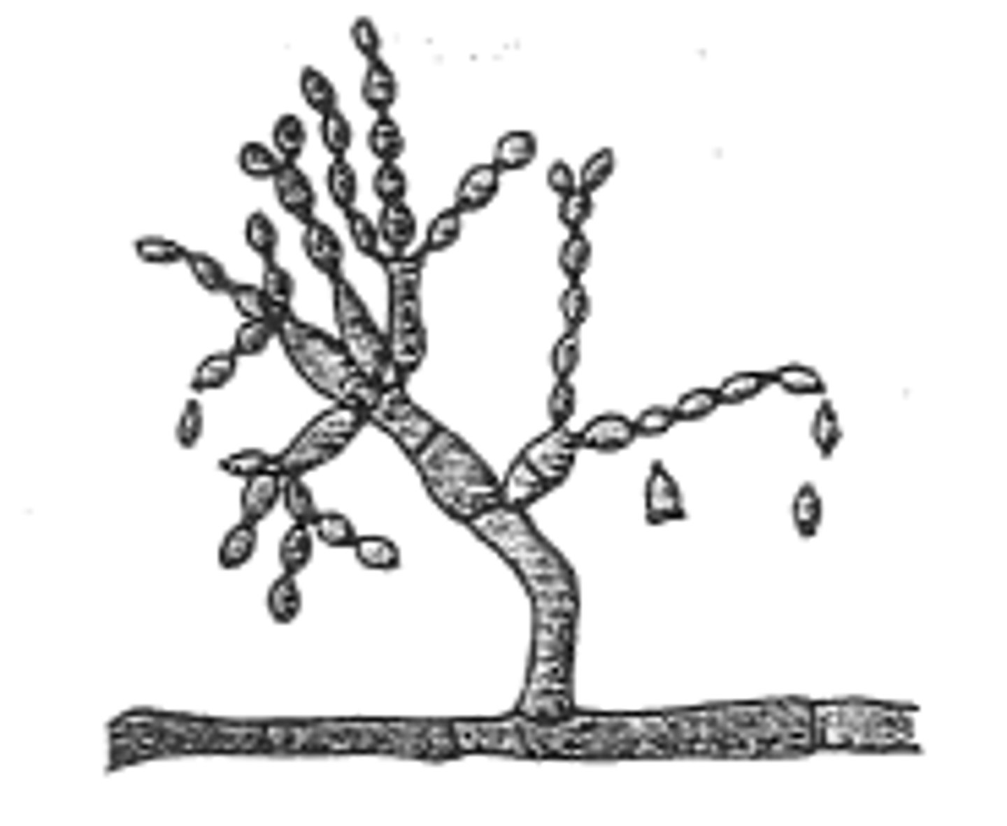 <p>Tree</p>
