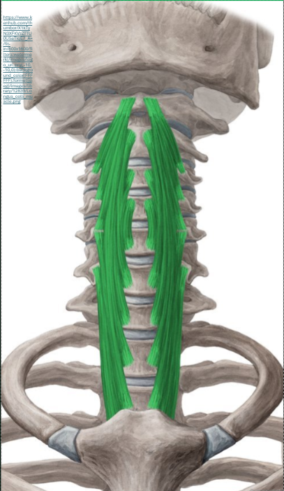 <p><span><strong>Origo: </strong></span><span style="line-height: 26px;"><br></span><span><strong>ventrale zijde corpus vertebrae en ventrale zijde </strong></span><span style="line-height: 0px;"></span></p><p class="Paragraph WhiteSpaceCollapse SCXP97440653 BCX8" style="text-align: left;"><span><strong>processi transversi C3-T3 </strong></span><span style="line-height: 0px;"></span></p><p class="Paragraph WhiteSpaceCollapse SCXP97440653 BCX8" style="text-align: left;"><span style="line-height: 0px;"></span></p><p class="Paragraph WhiteSpaceCollapse SCXP97440653 BCX8" style="text-align: left;"><span style="line-height: 0px;"></span></p><p class="Paragraph WhiteSpaceCollapse SCXP97440653 BCX8" style="text-align: left;"><span><strong>Insertie</strong></span><span style="line-height: 0px;"></span></p><p class="Paragraph WhiteSpaceCollapse SCXP97440653 BCX8" style="text-align: left;"><span><strong>ventrale zijde C1-C6</strong></span><span style="line-height: 0px;"></span></p><p class="Paragraph WhiteSpaceCollapse SCXP97440653 BCX8" style="text-align: left;"><span style="line-height: 26px;"><br></span><span><strong>Functie enkelzijdig: </strong></span><span style="line-height: 26px;"><br></span><span>cervicale wervelkolom bij enkelzijdig aanspannen:</span><span style="line-height: 0px;"></span></p><p class="Paragraph WhiteSpaceCollapse SCXP97440653 BCX8" style="text-align: left;"><span><em>* homolaterale lateroflexie</em></span><span style="line-height: 0px;"></span></p><p class="Paragraph WhiteSpaceCollapse SCXP97440653 BCX8" style="text-align: left;"><span><em>* hetrolaterale rotatie </em></span><span style="line-height: 0px;"></span></p><p class="Paragraph WhiteSpaceCollapse SCXP97440653 BCX8" style="text-align: left;"><span style="line-height: 0px;"></span></p><p class="Paragraph WhiteSpaceCollapse SCXP97440653 BCX8" style="text-align: left;"><span>cervicale wervelkolom bij dubbelzijdig aanspannen<em>:</em></span><span style="line-height: 0px;"></span></p><p class="Paragraph WhiteSpaceCollapse SCXP97440653 BCX8" style="text-align: left;"><span><em>* flexie</em></span><span style="line-height: 26px;"><br></span><span style="line-height: 0px;"></span></p>