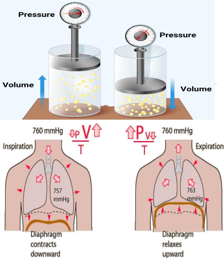 <p>Boyle’s Law P1V1 = P2V2 </p><p>• Defines the relationship between gas pressure and volume </p><p>• P = 1/V </p><p>• The <strong>pressure </strong>of a gas <strong>varies inversely with its volume</strong></p>