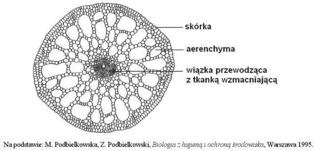<p>ze schematu wykaż dwa przystosowania budowy anatomicznej łodygi moczarki do środowiska wodnego</p>